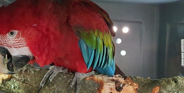 TRASLADARON A CORRIENTES OCHO EJEMPLARES DE FAUNA SILVESTRE