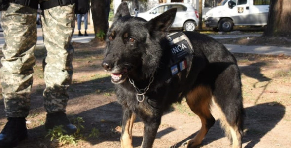 INCA: LA AGENTE CANINA QUE SE JUBILÓ DE LAS FUERZAS PENITENCIARIAS LUEGO DE 8 AÑOS DE CARRERA