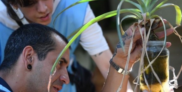 MONITOREO AÉDICO DE NOVIEMBRE: SE DETECTARON LARVAS DE AEDES AEGYPTI EN 6 DE CADA 100 CASAS VISITAD