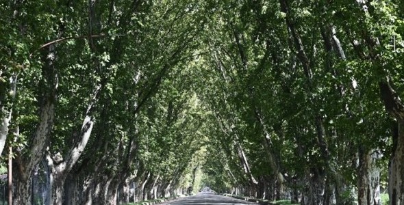 EL “TÚNEL NATURAL” DE COLONIA CAROYA CUMPLE 110 AÑOS: HISTORIA Y FUTURO DE UN SÍMBOLO LOCAL
