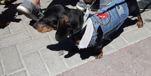 Carlos Paz recibirá el Encuentro Internacional de Perros Salchichas
