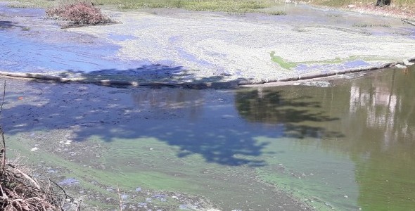 Nuevas algas en el Lago San Roque