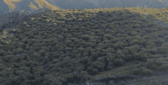 LA PROVINCIA PRUEBA ALTERNATIVAS PARA CONTROLAR EL AVANCE DE PLANTAS EXÓTICAS EN PASTIZALES