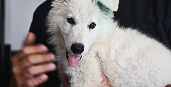 LA FPA RECIBIÓ UN NUEVO INTEGRANTE PARA LA DIVISIÓN K-9