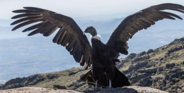 DÍA DEL ANIMAL: EL COMPROMISO DE CÓRDOBA CON EL RESCATE Y REHABILITACIÓN DE LA FAUNA SILVESTRE