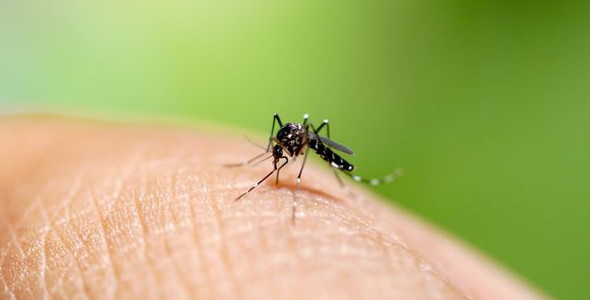 Comienza la campaña de prevención del dengue 