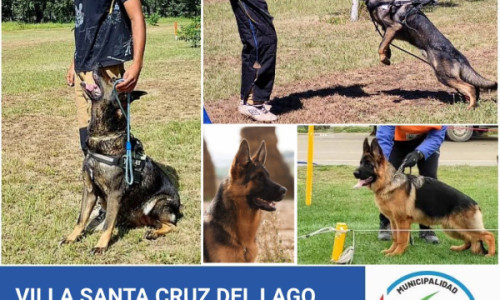  3° fecha del campeonato argentino de adiestramiento de Ovejeros Alemanes