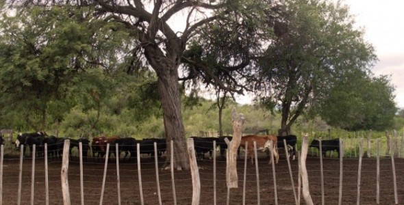CAMPO: PIDEN DECRETAR LA EMERGENCIA POR HELADAS