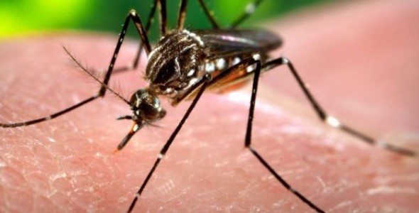 Salud recuerda los cuidados para evitar casos de dengue, chikungunya y zika