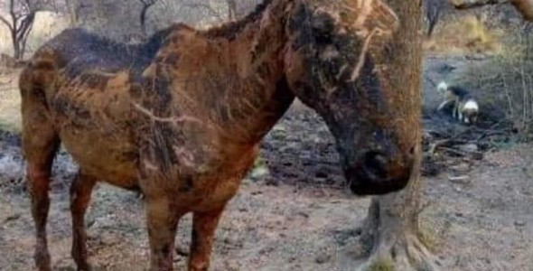 Buscan donaciones para ayudar a los animales afectados por los incendios