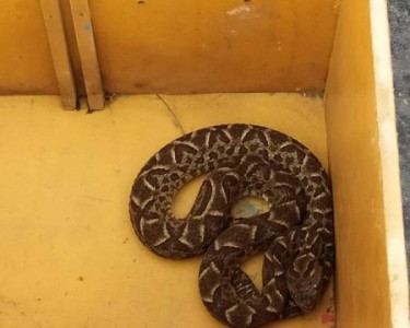 Rescataron a una Yarará encontrada en una vivienda