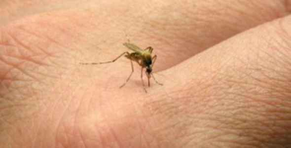 Salud confirmó nueve casos de dengue autóctono