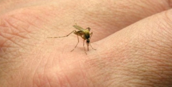 DENGUE: SALUD CONFIRMÓ TRES FALLECIMIENTOS EN LA ÚLTIMA SEMANA