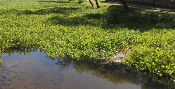 Plantaron camalotes en en lago San Roque