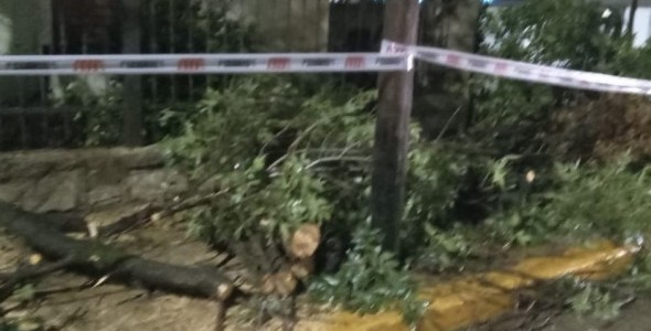 FUERTES VIENTOS Y ÁRBOLES CAÍDOS EN LA CIUDAD