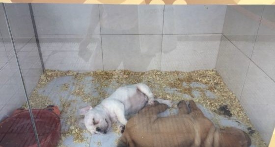 Carlos Paz prohibe la exhibición de mascotas para la venta