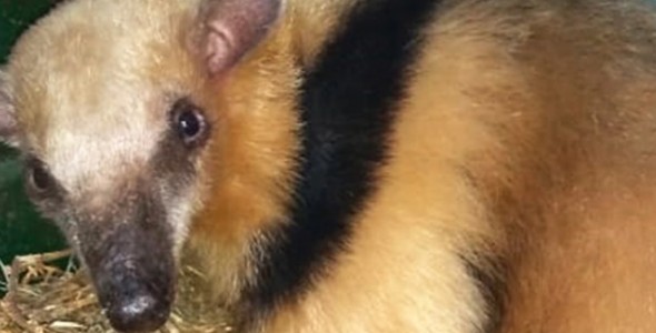 RESCATARON UNA OSA MELERA, AVES PROTEGIDAS Y UNA TORTUGA TERRESTRE
