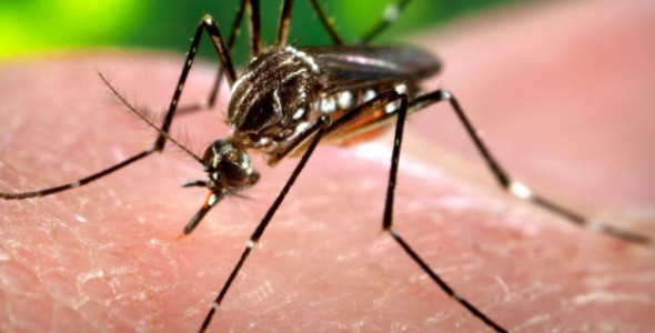 DENGUE: SE CONFIRMARON DOS FALLECIMIENTOS EN LA PROVINCIA