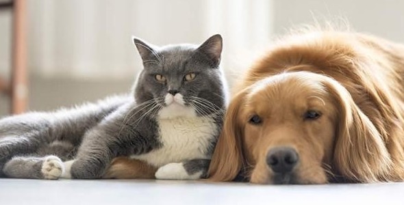 CASTRACIONES GRATUITAS DE PERROS Y GATOS