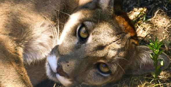 SE TRASLADARON DOS PUMAS AL CENTRO DE RESCATE PUMAKAWA