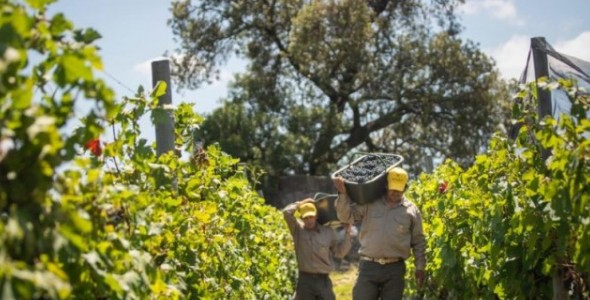 Colonia Caroya comienza a vivir este fin de semana la Pre Vendimia