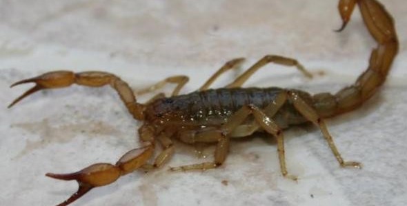 Recomendaciones ante la presencia de alacranes en los hogares