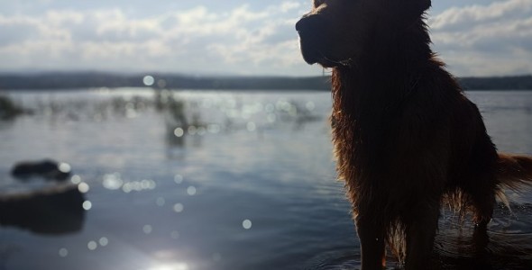 Apolo, el perro héroe