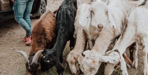 IPAD entregó alimentos y medicamentos a los animales heridos en los incendios