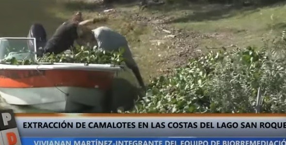 Extracción de camalotes en la costa del lago San Roque
