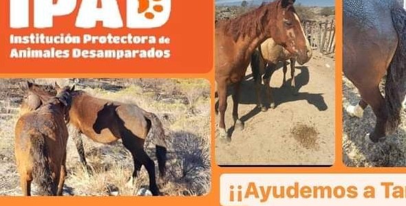Campaña para ayudar a los animales afectados por los incendios de Tanti