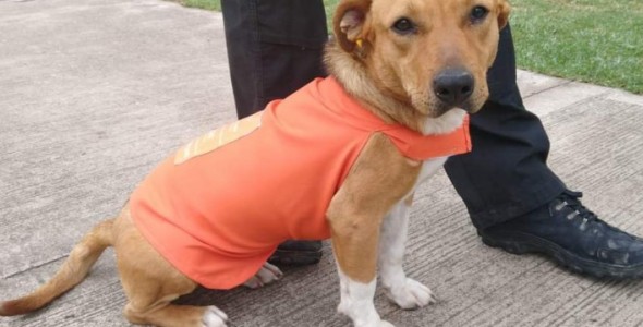 Invitan a la Jornada de adopción responsable de mascota