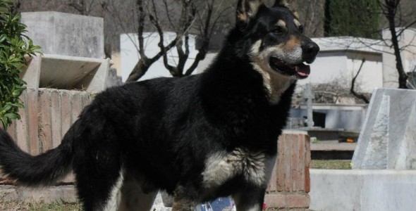  Capitán, el perro fiel en el recuerdo de todos.
