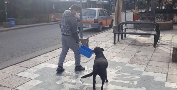 En Villa Carlos Paz alimentan a los perritos comunitarios