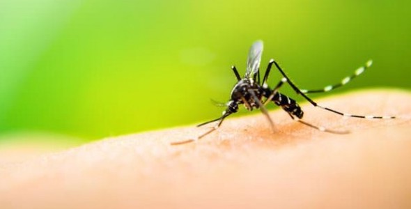 Campaña de prevención contra el dengue en la ciudad
