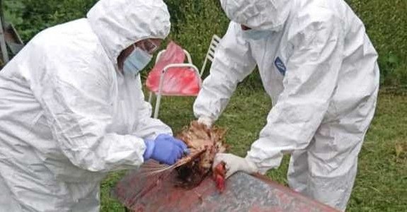 Córdoba: nuevos casos positivos de influenza aviar en aves de traspatio