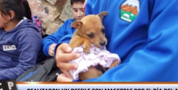 Un colegio realizó un desfile de mascotas