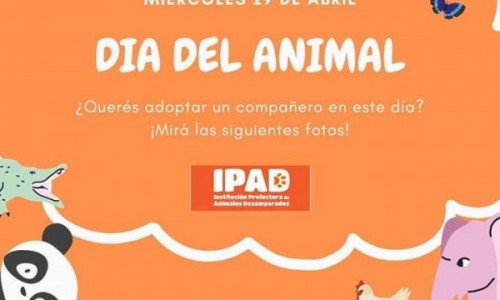 Adopción de animales en tiempos de cuarentena
