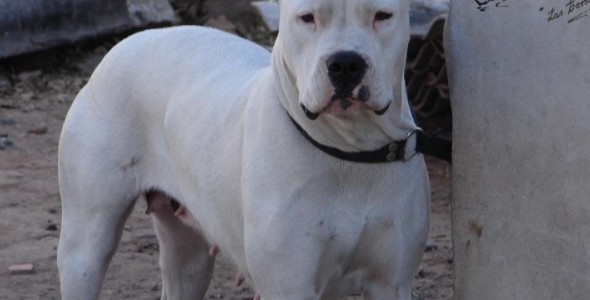 Un perro fue arrastrado por una camioneta varios kilómetros 