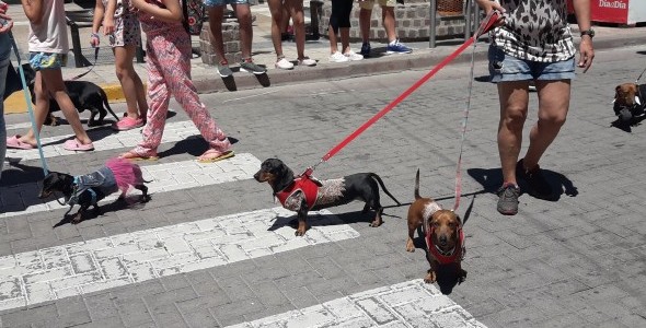 Encuentro internacional de perros salchichas en Carlos Paz