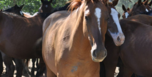 SE CONFIRMARON 3 CASOS HUMANOS DE ENCEFALITIS EQUINA DEL OESTE