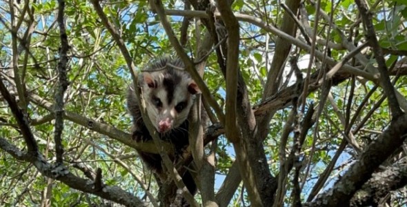 Se liberó fauna silvestre en el Camino del Cuadrado