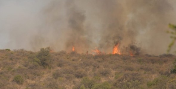 Buscan voluntarios para reforestar las zonas de los incendios