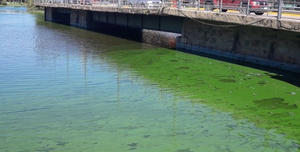 Trabajo intensivo de limpieza del lago San Roque