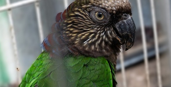 CÓRDOBA Y SANTA FE TRABAJAN EN LA CONSERVACIÓN DE LOROS