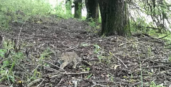 Registraron el nacimiento de tres crías de gato montés en Quebrada del Condorito