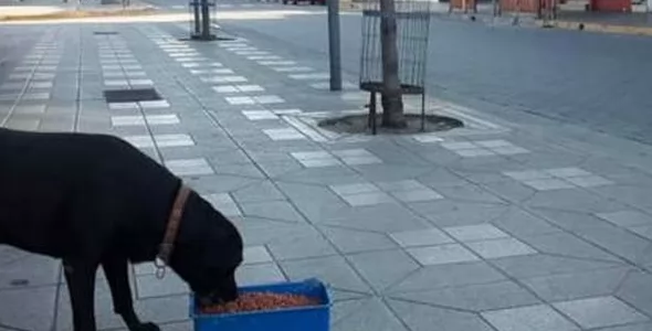 Perros sueltos: desde FUPA advierten sobre abandonos y piden mayor responsabilidad
