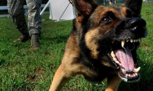 Un perro mordió a un niño de 13 años en la ciudad