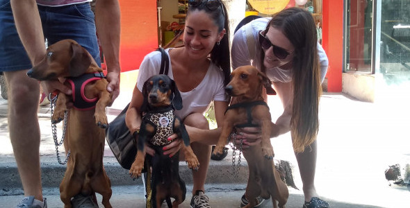 Los perros salchichas se lucieron en el centro de la ciudad