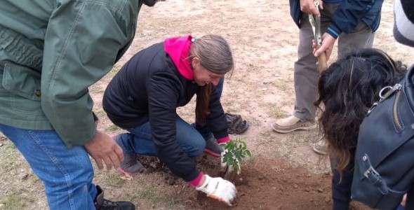 Reforestaron con árboles nativo una plaza de la ciudad