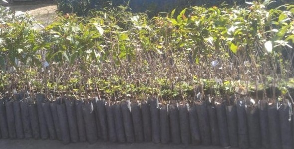 Plan de reforestación de espacios verdes en Villa Carlos Paz